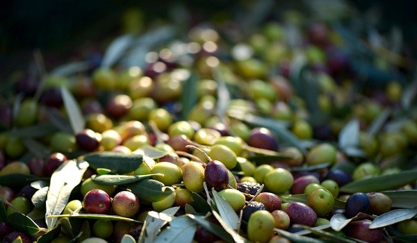 Lavoro Calabria: cercasi 6 addetti alla raccolta delle olive