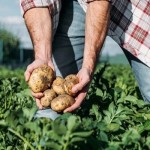 Lavoro Calabria, cercasi braccianti agricoli