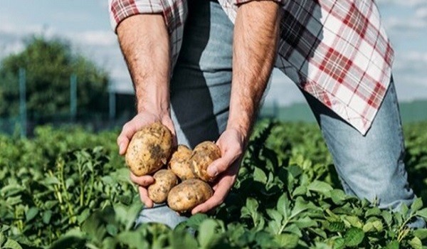 Lavoro Calabria, cercasi braccianti agricoli