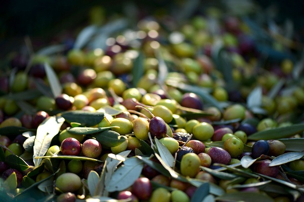 Lavoro Calabria: cercasi 6 addetti alla raccolta delle olive