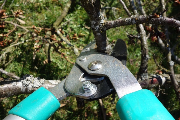 Lavoro Campania: concorso per 45 manutentori del verde