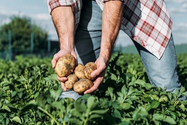 Lavoro Calabria, cercasi braccianti agricoli